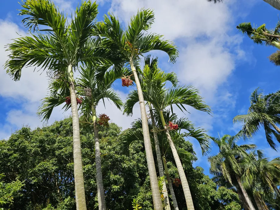 Saint Aubin, botanik bahçesi