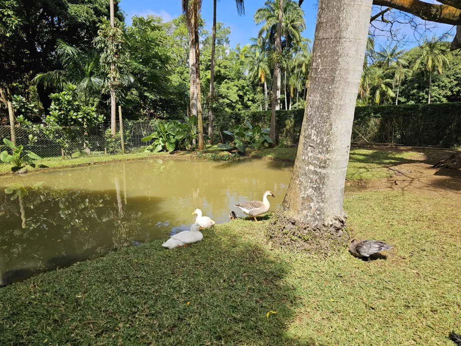 Saint Aubin, mini çiftlik