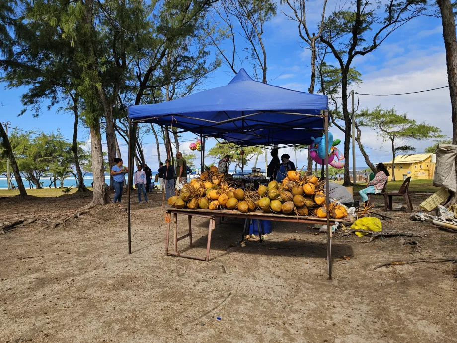 Sahilde hindistan cevizleri