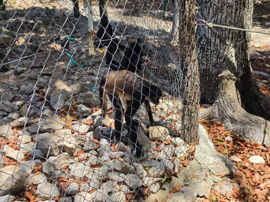 Aktun Chen Mini Hayvanat Bahçesi