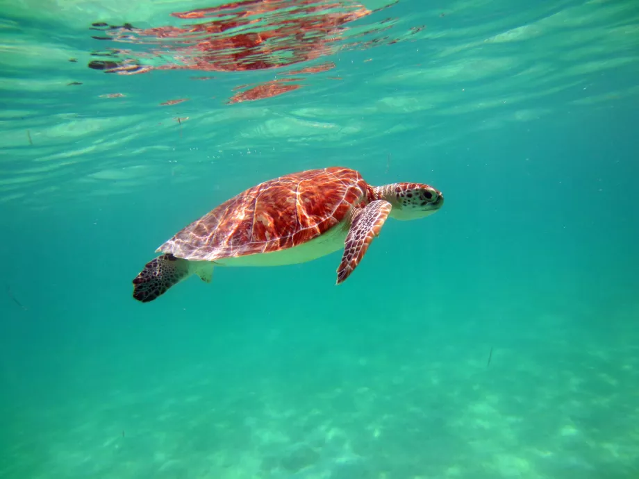 Akumal Körfezi'ndeki kaplumbağalar