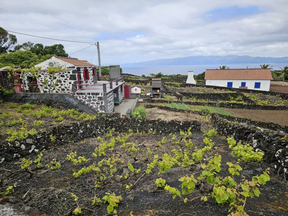 Lava bağları, Ribeirinha