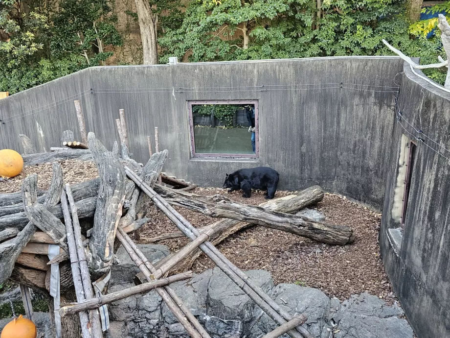 Ueno Hayvanat Bahçesindeki Ayı