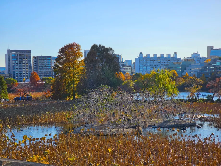 Ueno Parkı, Shinobazu Göleti