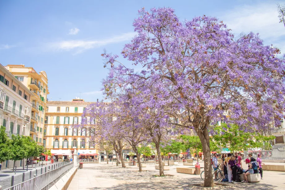 Jacaranda ağaçları