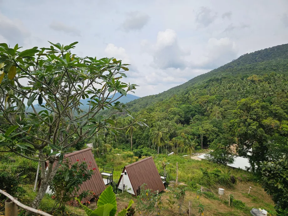 Koh Phangan'ın iç kesimlerinde orman