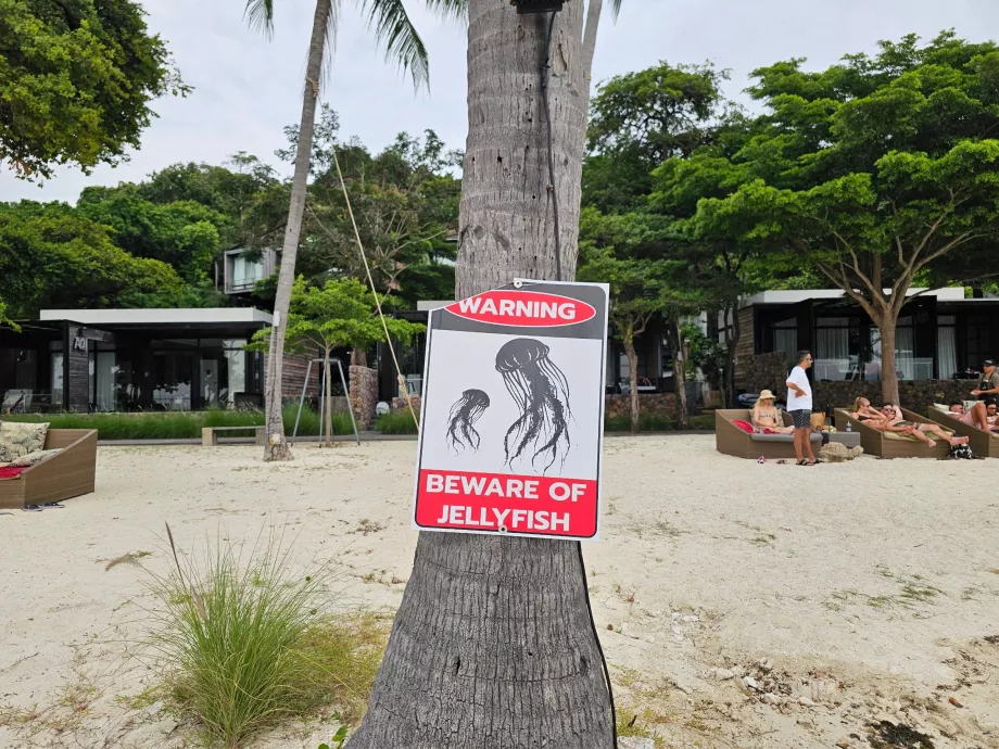 Rin Nai Plajı, denizanası uyarısı