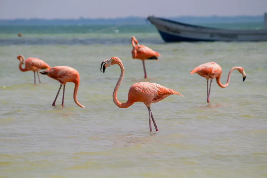 Holbox'taki flamingolar
