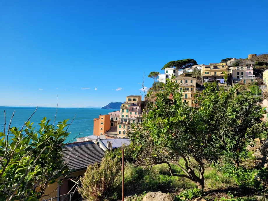 Riomaggiore'deki portakal ağaçları