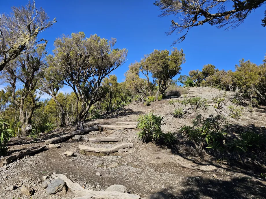 Alto de Garajonay'a giden yol