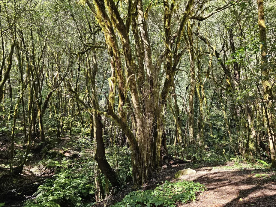El Cedro çevresindeki ormanlar
