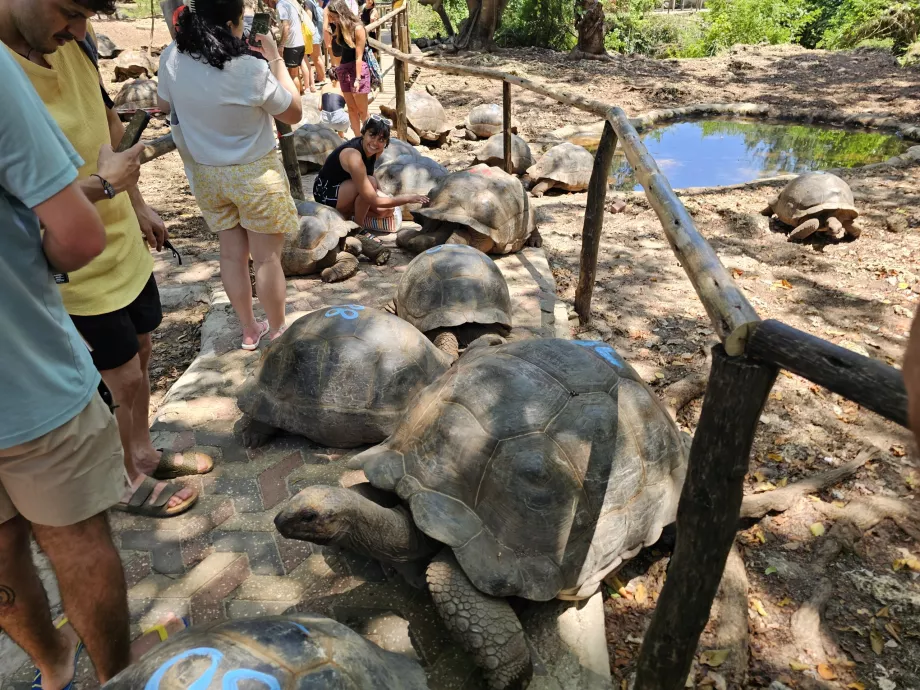Hapishane Adası, dev kaplumbağalar