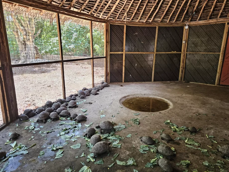 Hapishane Adası, dev kaplumbağalar