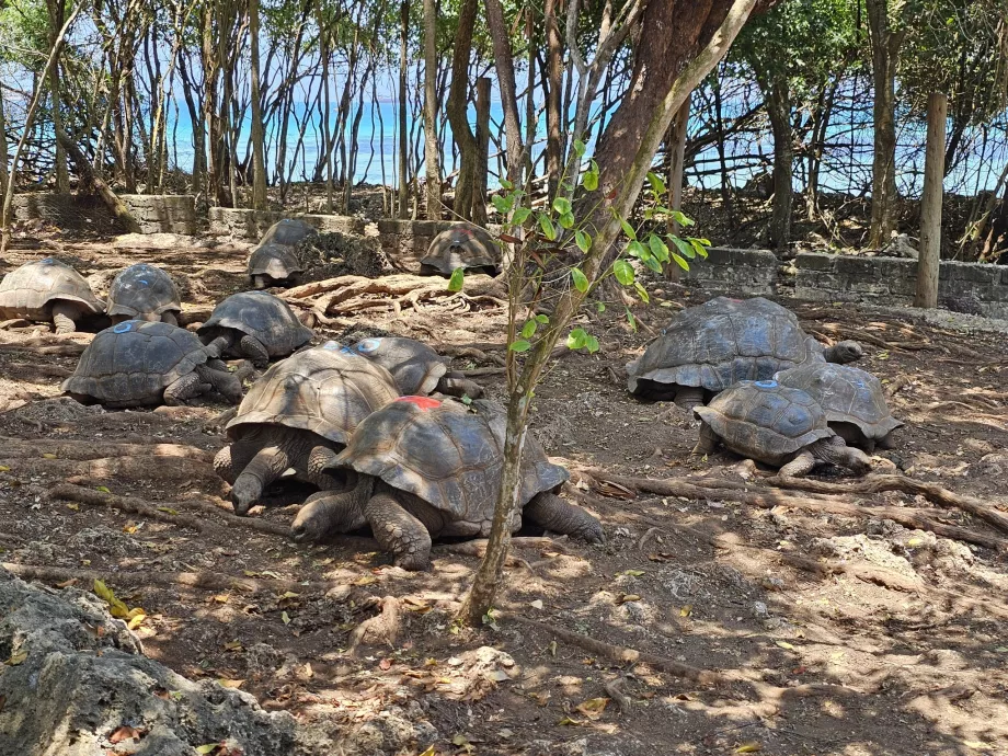 Hapishane Adası, dev kaplumbağalar