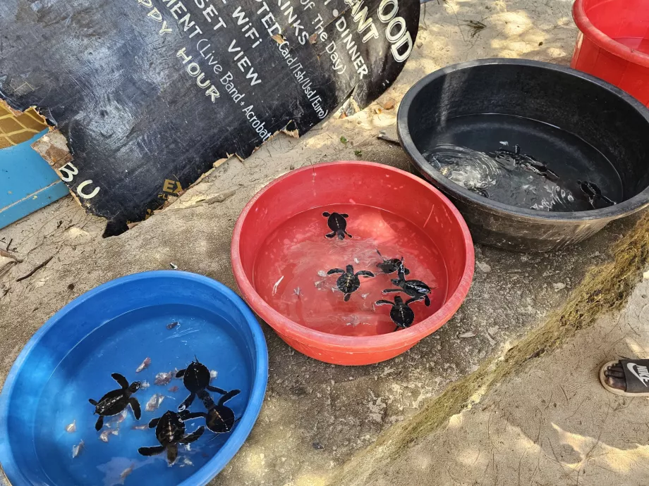 Nungwi, Mnarani Akvaryumu