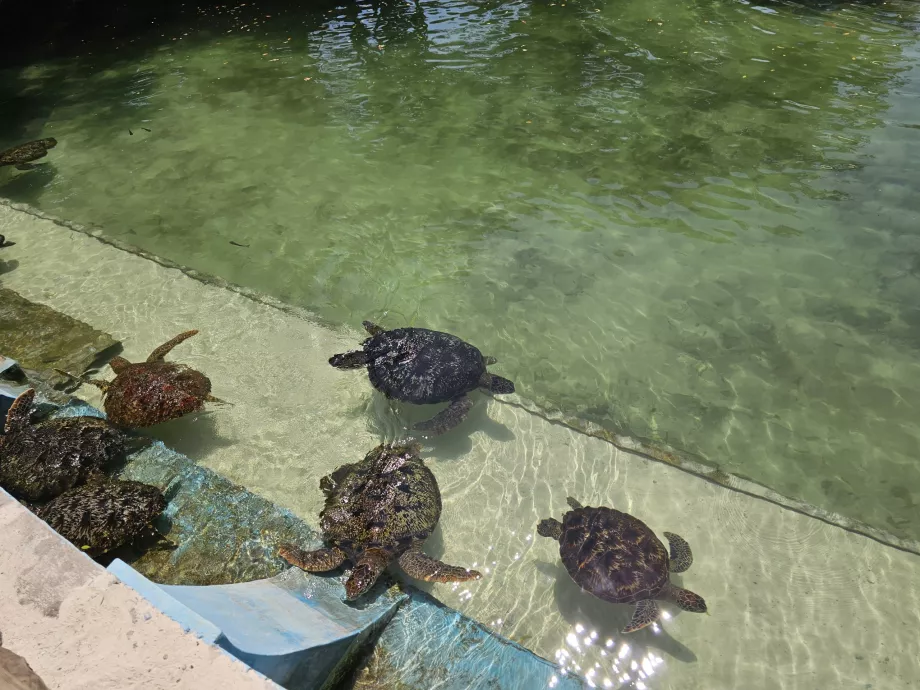 Nungwi, Mnarani Akvaryumu