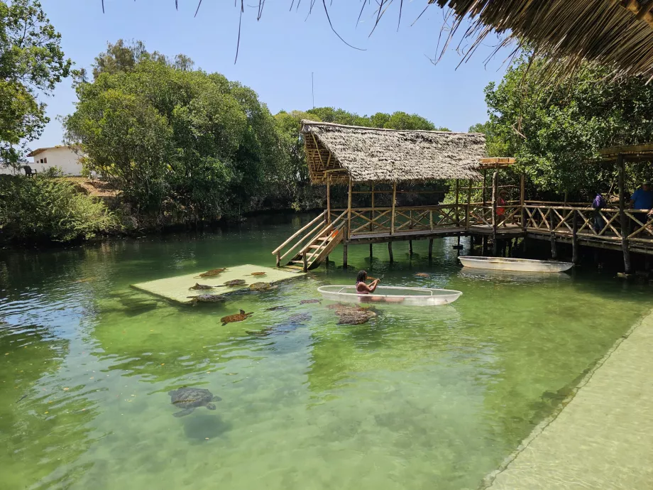 Nungwi, Mnarani Akvaryumu