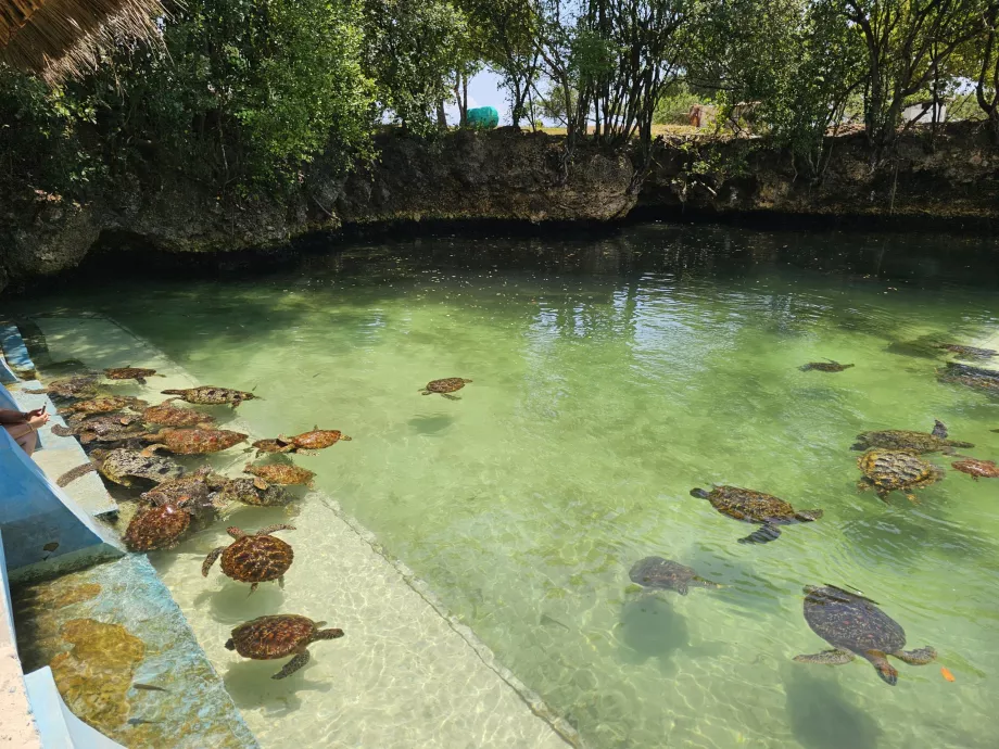 Nungwi, Mnarani Akvaryumu