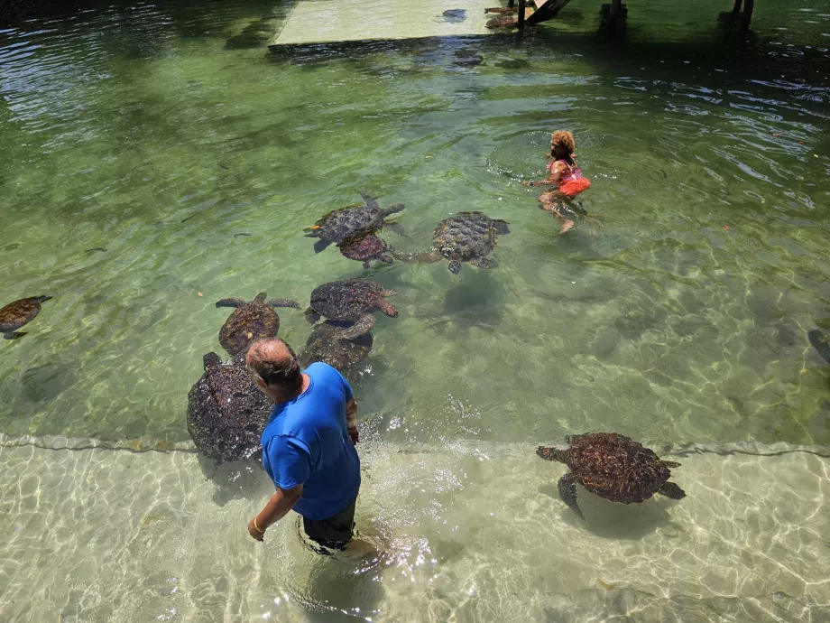 Nungwi, Mnarani Akvaryumu