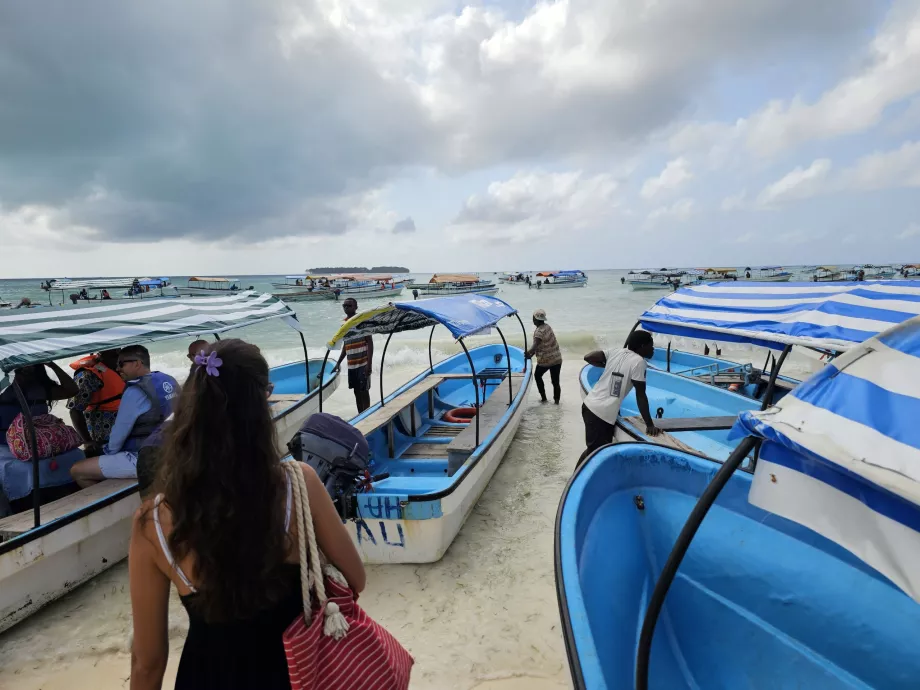 Biniş kaosu - yunusları görmek için seyir