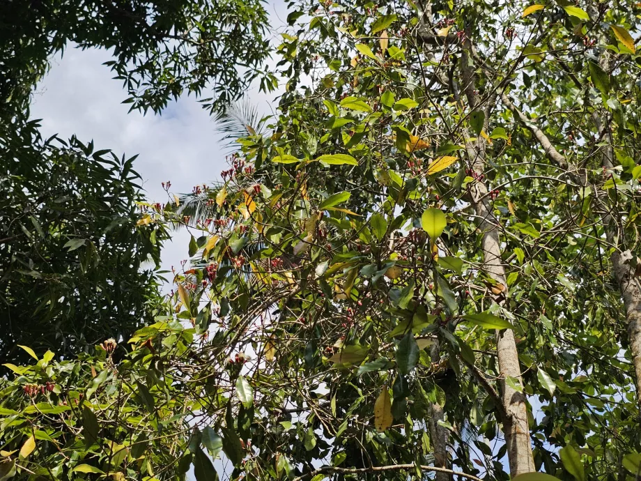 Çiftlikte baharatlı turp