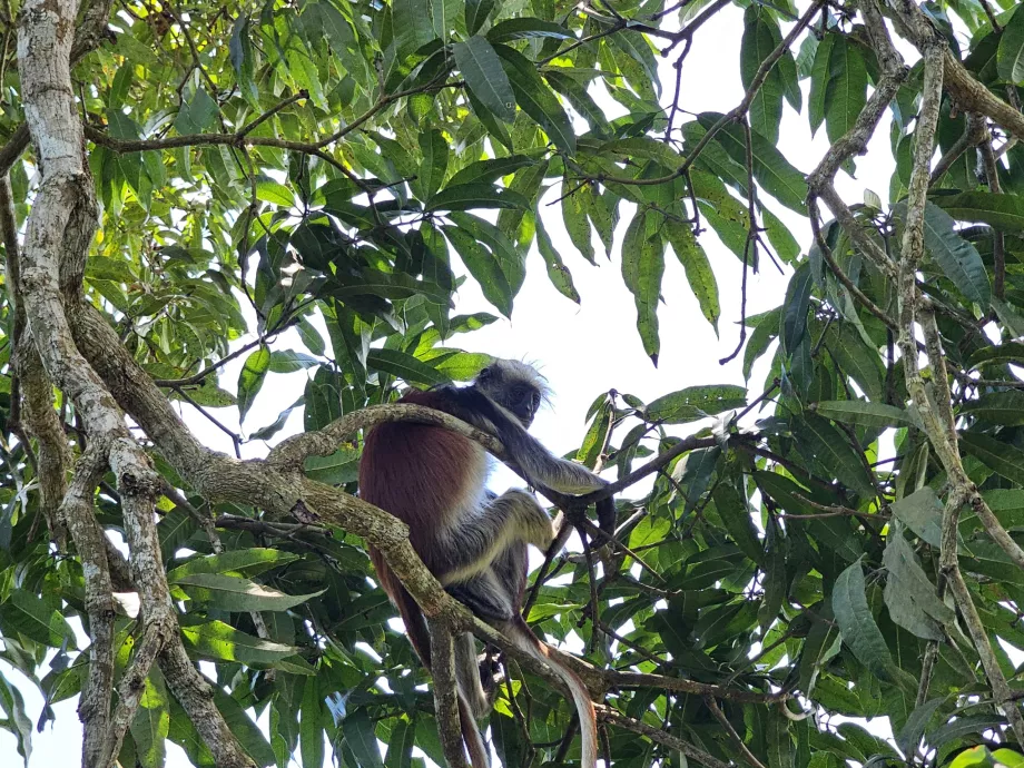 Jozani Ormanı, maymun