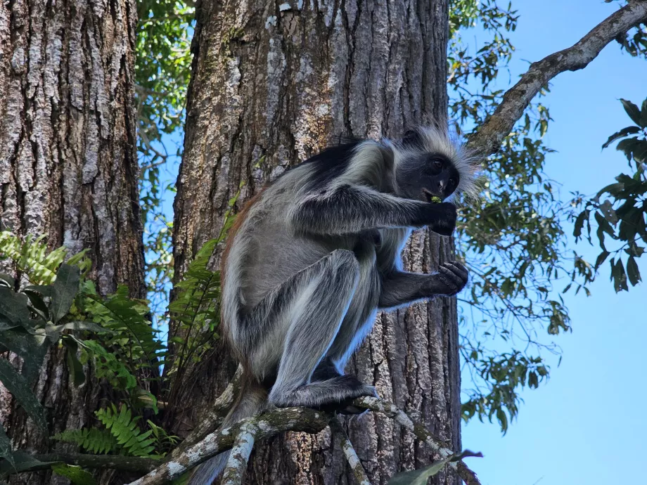 Jozani Ormanı, maymun