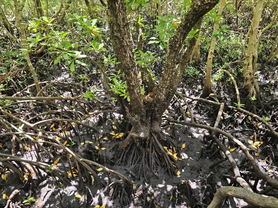 Jozani ormanı, mangrovlar