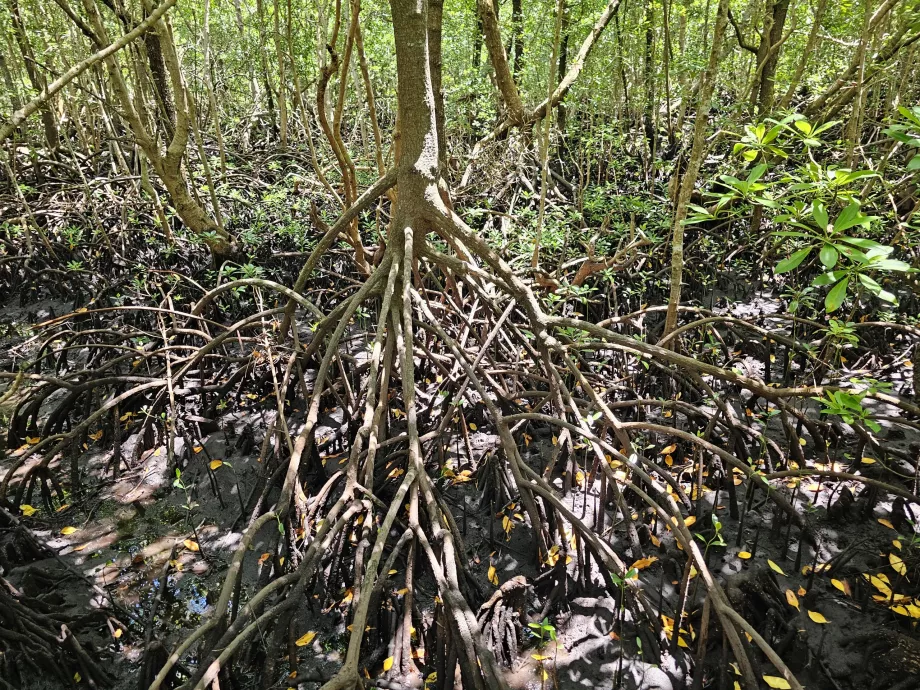 Jozani ormanı, mangrovlar