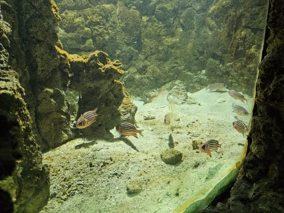 Rodos Akvaryumu