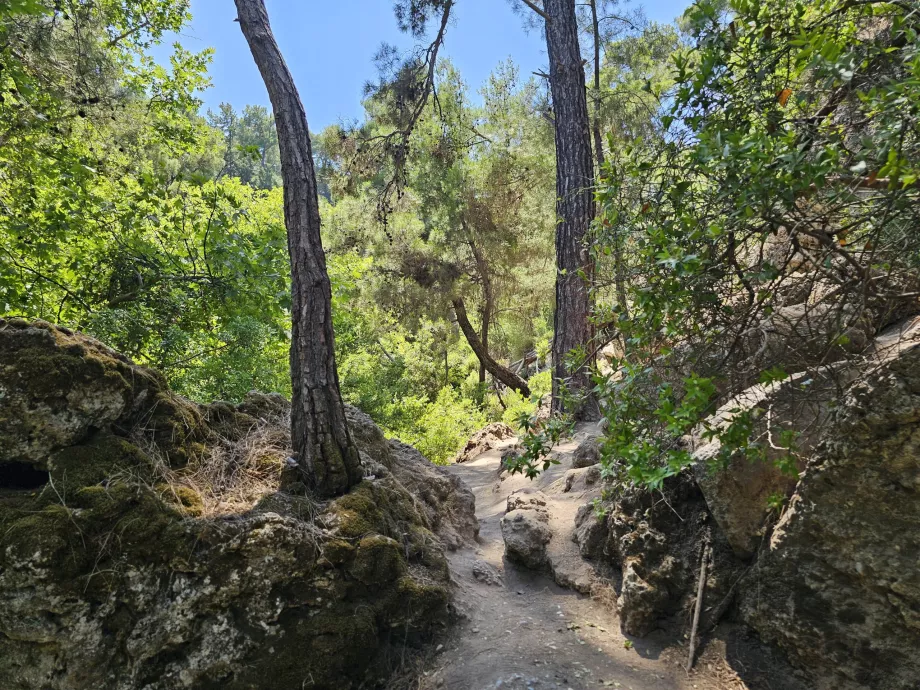 Yedi Pınar'da Yolculuk