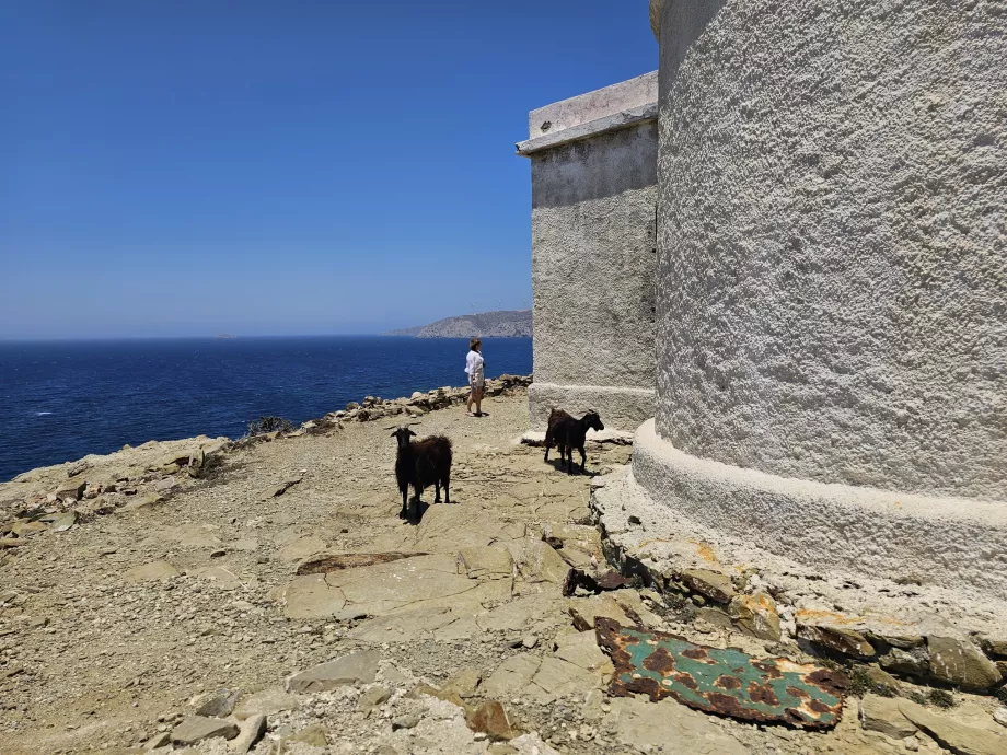 Prasonisi Deniz Feneri'nde Keçiler