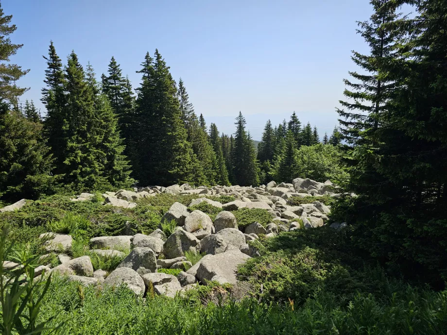 Vitosha yamaçlarındaki ormanlar
