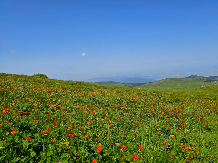 Vitosha Dağları'ndaki Çayırlar