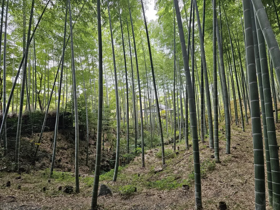 Bambu ormanı