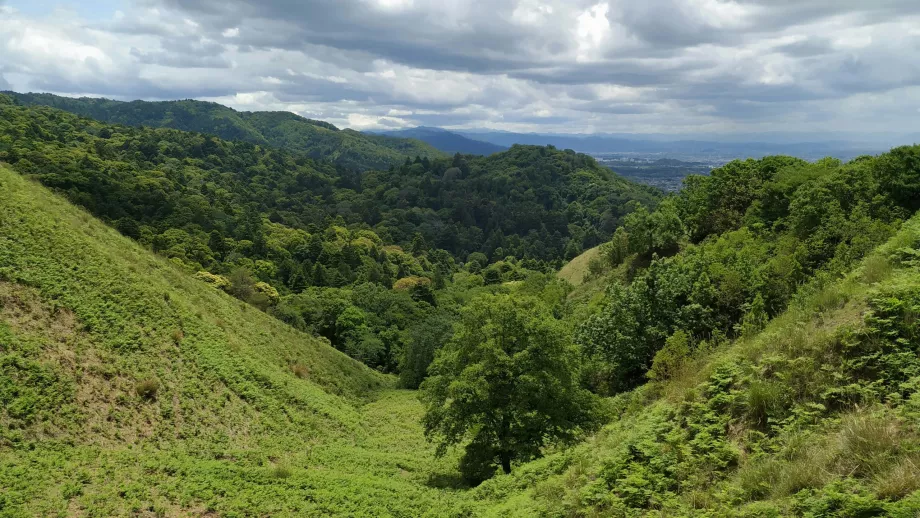 Nara çevresindeki ormanlar