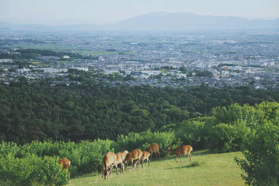 Nara Park'dan görünüm