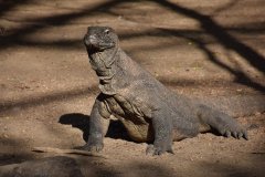 Komodo Adaları