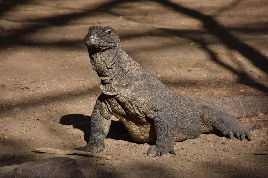 Komodo Adası, Komodo Adaları, Endonezya
