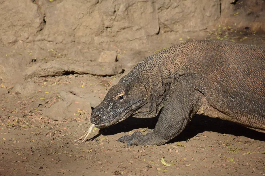 Komodo ejderhası, Komodo Adaları, Endonezya
