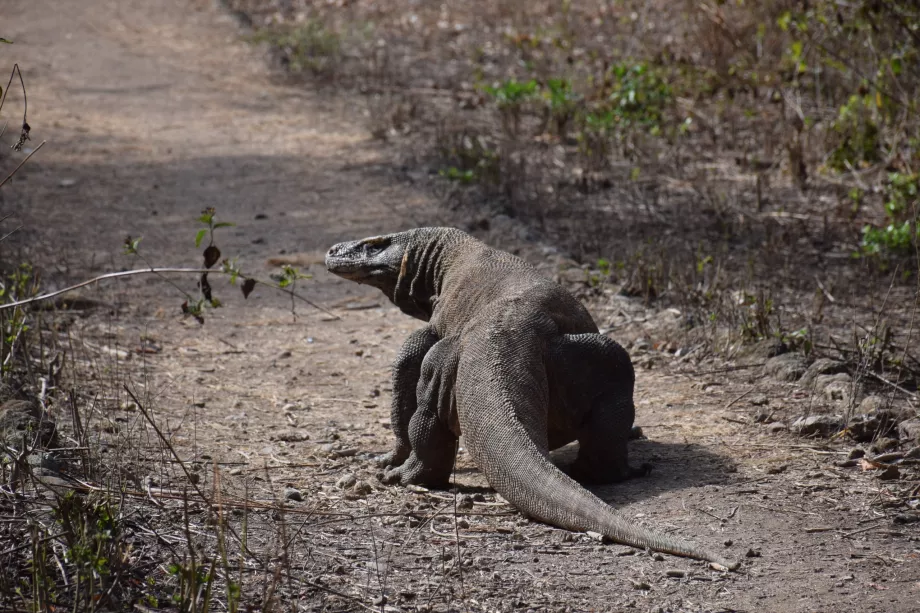 Komodo varanı, Komodo Adaları, Endonezya
