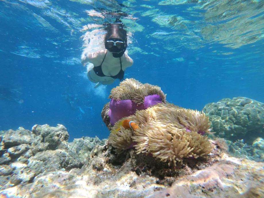 Manjerite Point, Komodo Adaları, Endonezya