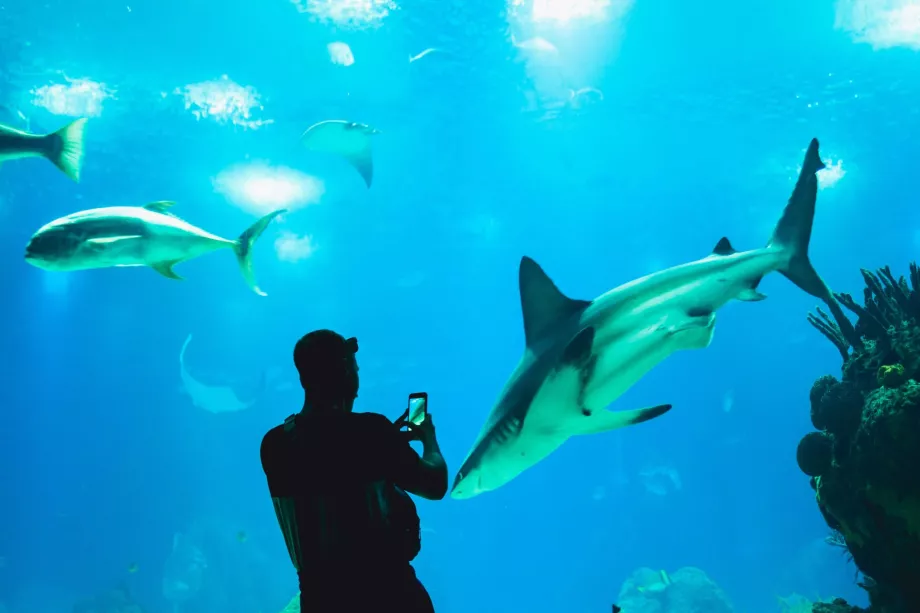Oceanárium Lizbon