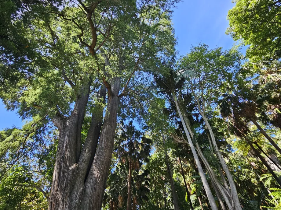 Kraliyet Botanik Bahçeleri