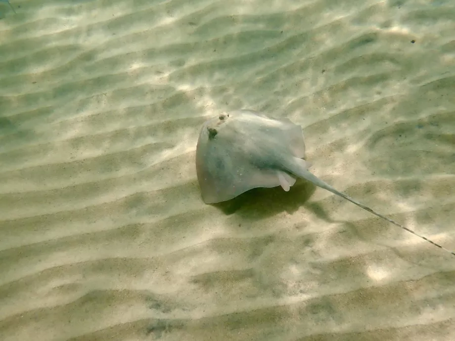 Tioman'de Şnorkelle Dalma