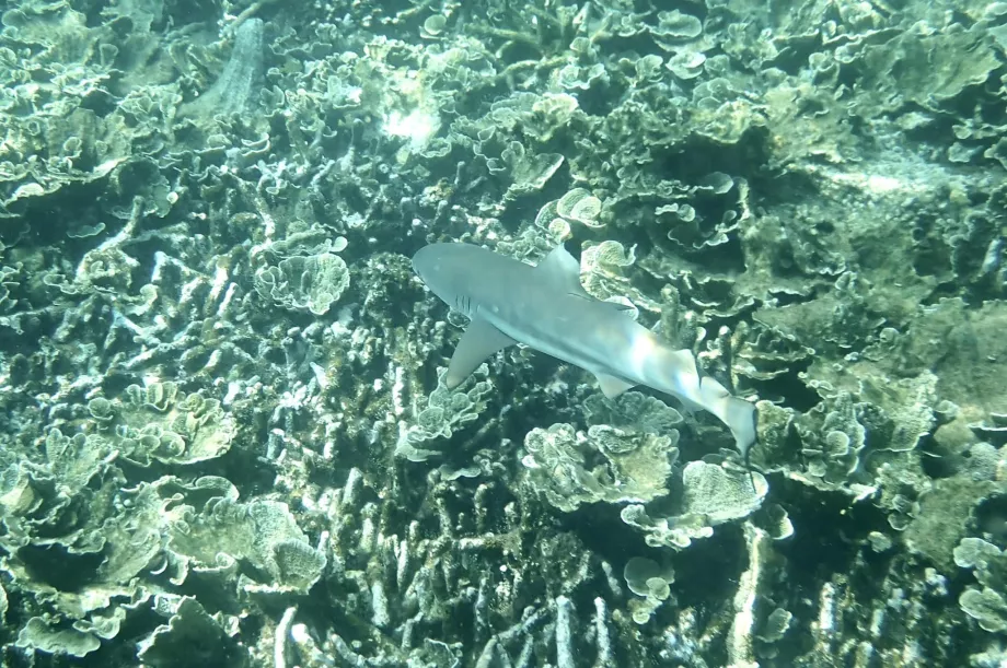 Tioman'da şnorkelle dalış ve bir köpekbalığı