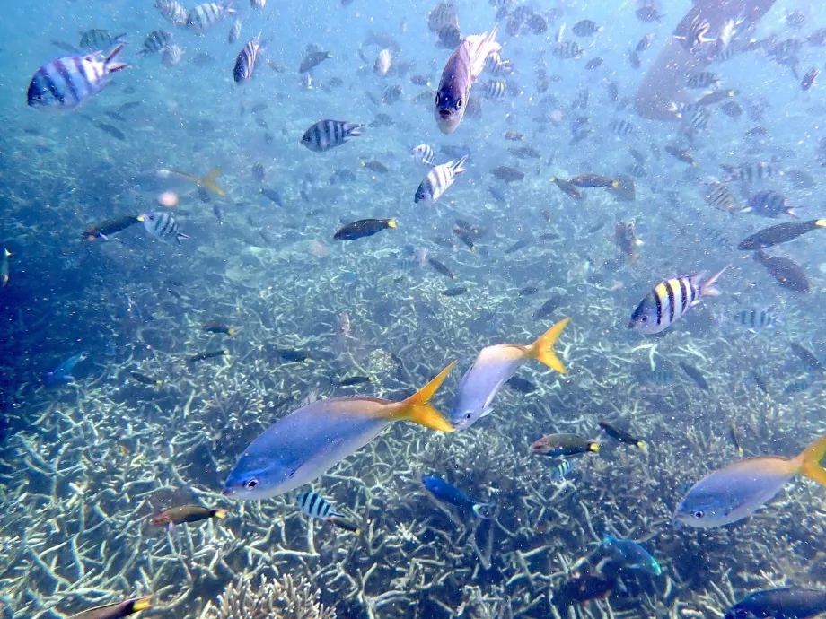 Tioman'da şnorkelle dalış ve balık