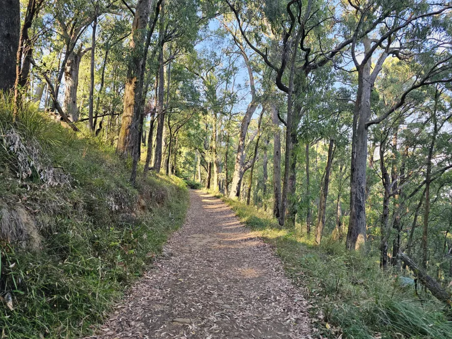 Dandenong Ranges, yürüyüş parkuru