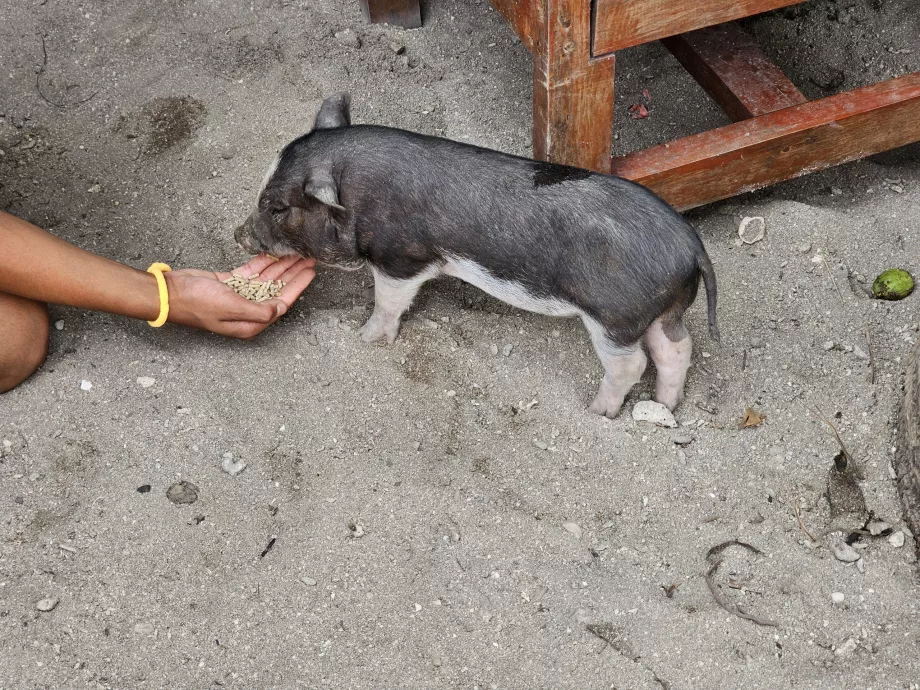 Domuz Adası'ndaki domuzları beslemek